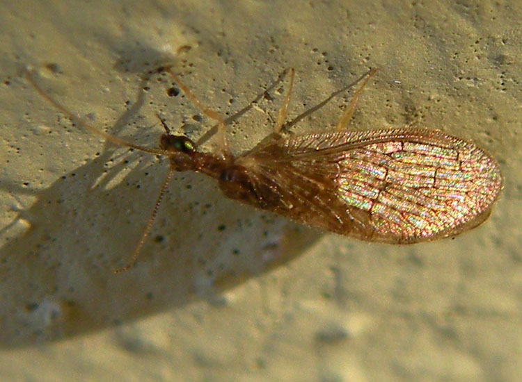 Trichoptera in giardino - No, Sympherobius pygmaeus